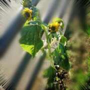 ヒメ日記 2025/12/27 23:03 投稿 みちる モアグループ南越谷人妻花壇