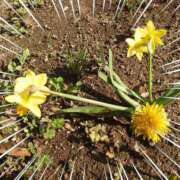 ヒメ日記 2026/03/15 15:48 投稿 みちる モアグループ南越谷人妻花壇