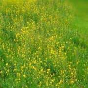 ヒメ日記 2026/04/06 16:33 投稿 みちる モアグループ南越谷人妻花壇