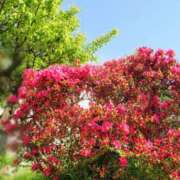 ヒメ日記 2026/04/11 15:27 投稿 みちる モアグループ南越谷人妻花壇