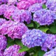 ヒメ日記 2025/05/16 06:41 投稿 春奈-はるな 熟女10000円デリヘル 川崎