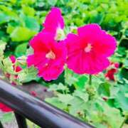 ヒメ日記 2025/12/19 06:30 投稿 春奈-はるな 熟女10000円デリヘル横浜