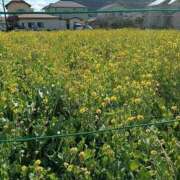 ヒメ日記 2026/01/01 06:30 投稿 春奈-はるな 熟女10000円デリヘル横浜