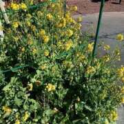 ヒメ日記 2026/01/03 07:27 投稿 春奈-はるな 熟女10000円デリヘル横浜