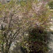 ヒメ日記 2025/04/16 13:44 投稿 いちか 桃李（とうり）