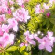 ヒメ日記 2025/05/15 00:55 投稿 いちか 桃李（とうり）