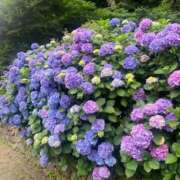 ヒメ日記 2025/07/04 18:44 投稿 いちか 桃李（とうり）