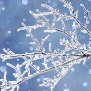 ヒメ日記 2025/01/10 08:38 投稿 白砂 名古屋デッドボール