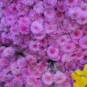 ヒメ日記 2025/05/19 08:40 投稿 白砂 名古屋デッドボール