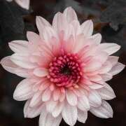 ヒメ日記 2025/06/24 09:33 投稿 白砂 名古屋デッドボール