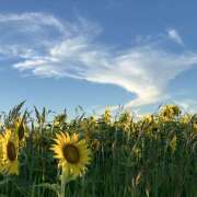 ヒメ日記 2025/07/27 12:06 投稿 白砂 名古屋デッドボール