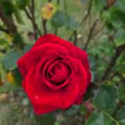 ヒメ日記 2025/11/15 13:43 投稿 矢吹 おふくろ