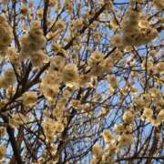 ヒメ日記 2026/01/25 09:50 投稿 矢吹 おふくろ