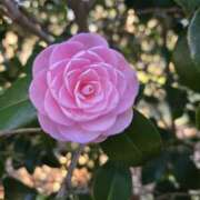 ヒメ日記 2026/03/08 09:44 投稿 矢吹 おふくろ