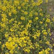 ヒメ日記 2026/03/11 10:25 投稿 矢吹 おふくろ