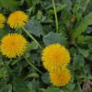 ヒメ日記 2026/04/01 09:57 投稿 矢吹 おふくろ