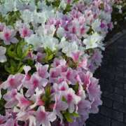 ヒメ日記 2026/04/19 10:31 投稿 矢吹 おふくろ