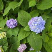 ヒメ日記 2026/05/30 09:09 投稿 矢吹 おふくろ