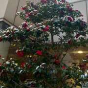 ヒメ日記 2025/02/20 21:19 投稿 さくや 素敵な女の子は好きですか？