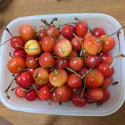 菅原 さくらんぼ🍒 おふくろ
