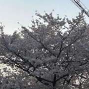 ヒメ日記 2025/04/07 18:35 投稿 原田あおい Guilty concept A