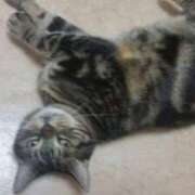 ヒメ日記 2025/11/20 02:33 投稿 猫山みか 性感回春アロマSPA金沢店