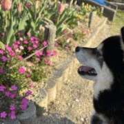 ヒメ日記 2025/04/04 20:50 投稿 まいか 谷町秘密倶楽部