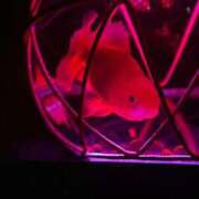 ヒメ日記 2025/03/25 15:53 投稿 かすみ 花火-hanabi-(すすきの)