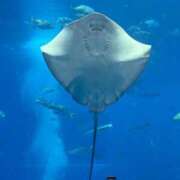 ヒメ日記 2025/05/28 21:05 投稿 かすみ 花火-hanabi-(すすきの)