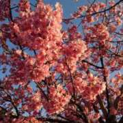 ヒメ日記 2025/03/07 09:15 投稿 ゆう 京都ホテヘル倶楽部