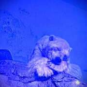 わかむら 久しぶりに 丸妻 厚木店