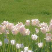 ヒメ日記 2025/04/30 22:58 投稿 るか アロマエステ アイウィッシュ