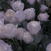 ヒメ日記 2026/03/31 13:38 投稿 るか アロマエステ アイウィッシュ