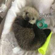 ヒメ日記 2026/01/28 20:30 投稿 ゆき あなたの全てを包み込む　優しいひとづま