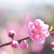 ヒメ日記 2026/03/12 14:33 投稿 ゆき あなたの全てを包み込む　優しいひとづま