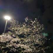 ヒメ日記 2026/04/01 15:54 投稿 ゆき あなたの全てを包み込む　優しいひとづま