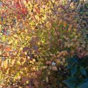 ヒメ日記 2024/12/16 15:21 投稿 さえか 横浜ミセスアロマ（ユメオト）