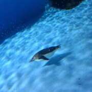 ヒメ日記 2024/12/21 14:07 投稿 さえか 横浜ミセスアロマ（ユメオト）