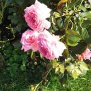 ヒメ日記 2024/12/22 11:59 投稿 さえか 横浜ミセスアロマ（ユメオト）