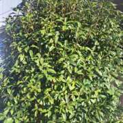 ヒメ日記 2024/12/29 14:25 投稿 さえか 横浜ミセスアロマ（ユメオト）