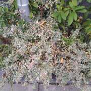 ヒメ日記 2024/12/31 12:34 投稿 さえか 横浜ミセスアロマ（ユメオト）