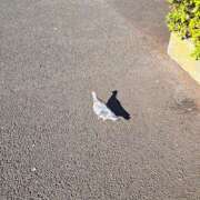 ヒメ日記 2025/01/19 12:24 投稿 さえか 横浜ミセスアロマ（ユメオト）