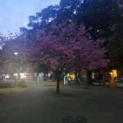 ヒメ日記 2025/03/11 16:36 投稿 さえか 横浜ミセスアロマ（ユメオト）