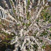 ヒメ日記 2025/03/14 14:29 投稿 さえか 横浜ミセスアロマ（ユメオト）