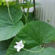 ヒメ日記 2025/03/18 14:07 投稿 さえか 横浜ミセスアロマ（ユメオト）