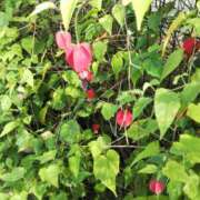 ヒメ日記 2025/03/21 14:50 投稿 さえか 横浜ミセスアロマ（ユメオト）