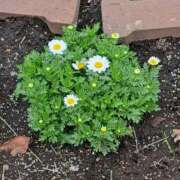 ヒメ日記 2025/03/24 14:40 投稿 さえか 横浜ミセスアロマ（ユメオト）