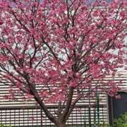 ヒメ日記 2025/04/04 14:27 投稿 さえか 横浜ミセスアロマ（ユメオト）