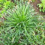 ヒメ日記 2025/04/06 12:12 投稿 さえか 横浜ミセスアロマ（ユメオト）