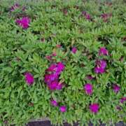 ヒメ日記 2025/04/17 17:13 投稿 さえか 横浜ミセスアロマ（ユメオト）